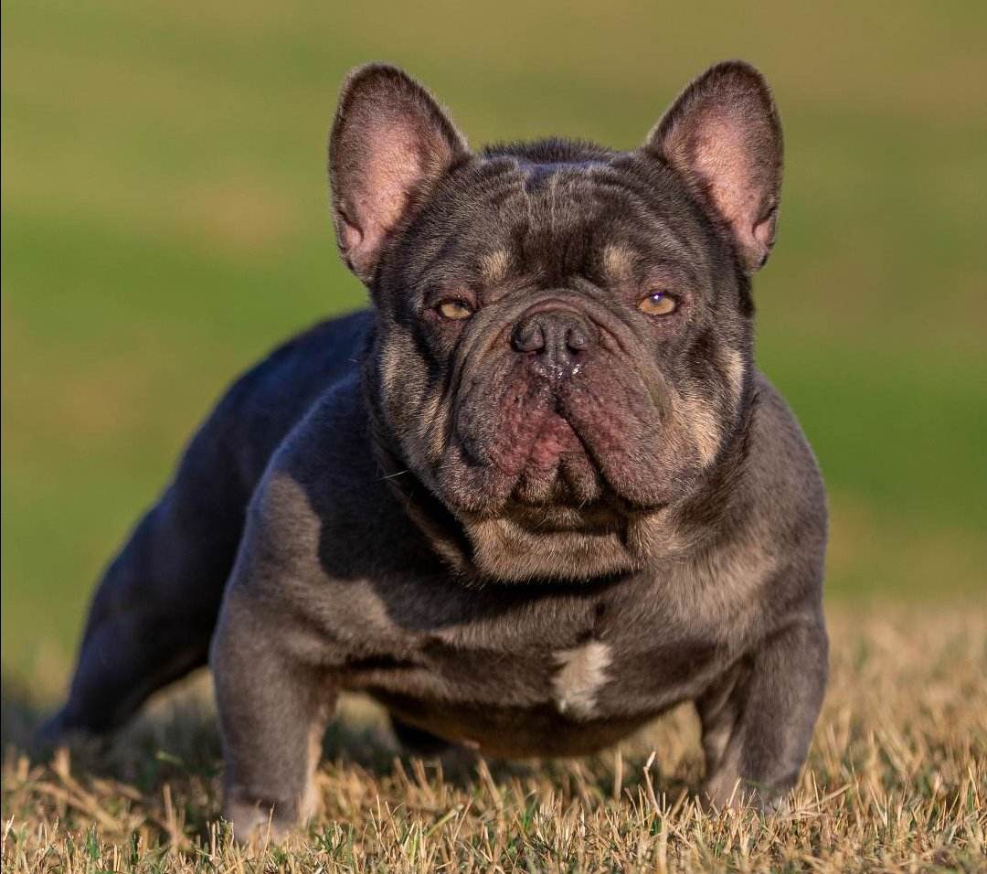 Texas Select Bullz | French Bulldogs Puppies And Studs In Texas